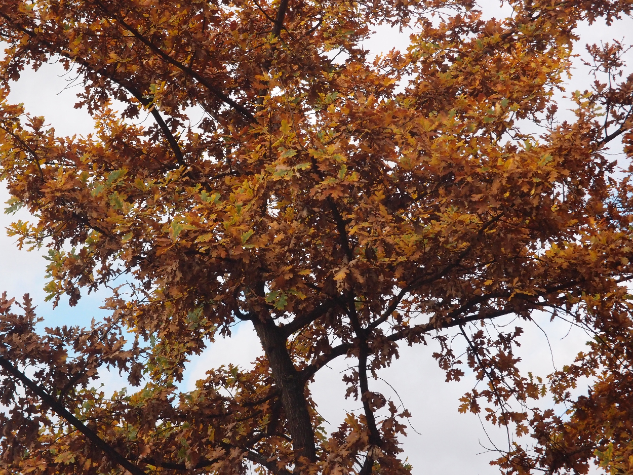 003 2015-11-10 durch die Stadt (Dat Tape 2)